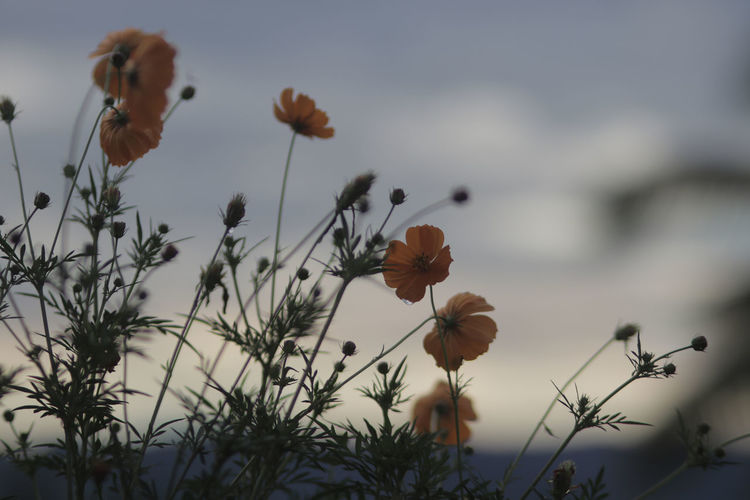 Close-up of flowering plants against sky