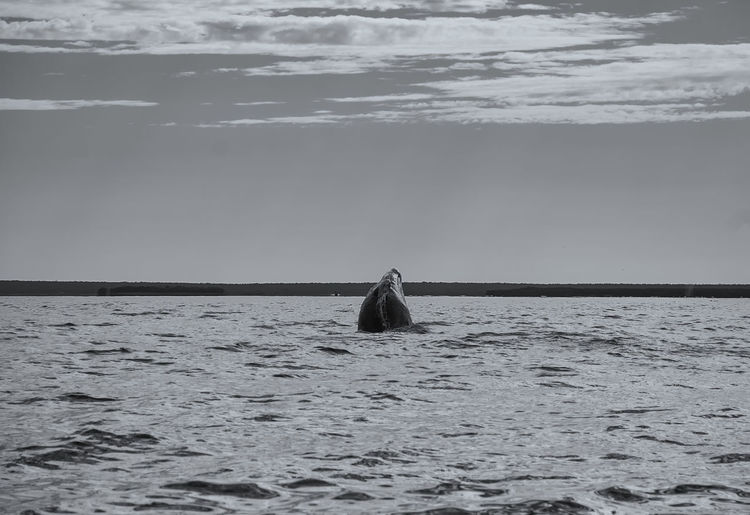 Grey whales in their winter birthing lagoon at adolfo lopez mateos in baja california 