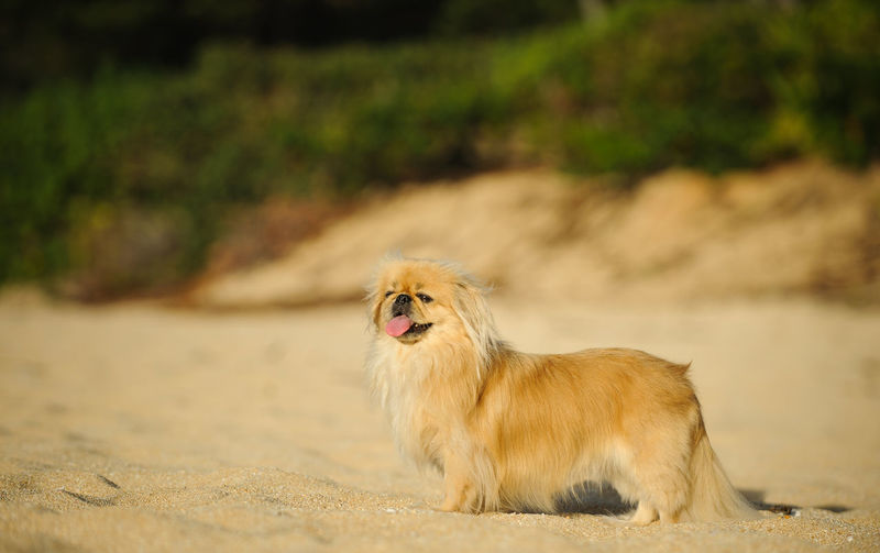 Dog looking away while standing on sand at beach