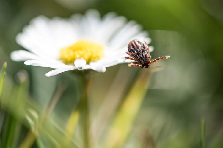 Close-up of honey bee on white flower