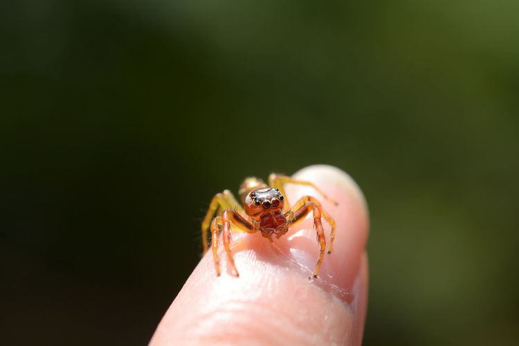 Close-up of person holding spinder on finger 