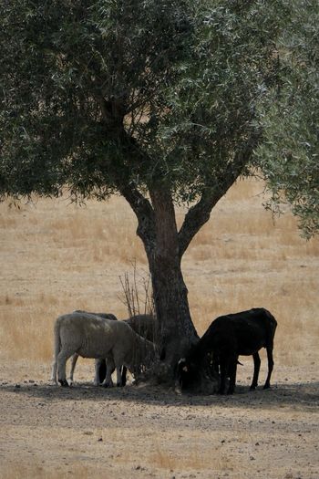 Sheep under an olive tree 