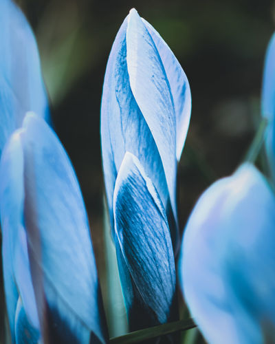 Close-up of blue flowering plant