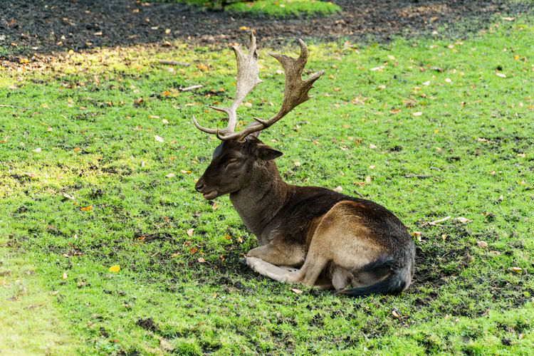 Deer relaxing in field