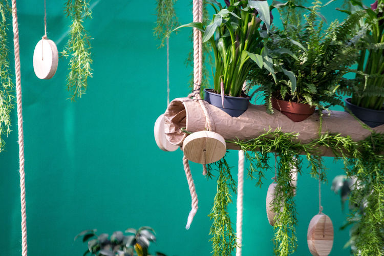 Low angle view of plants hanging outdoors
