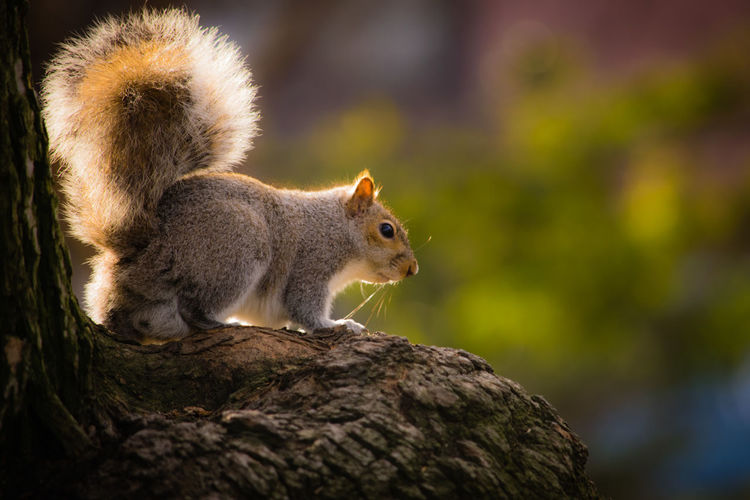 Squirrel on tree outdoors