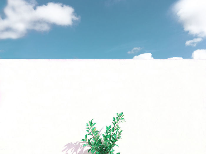 Plant against sky