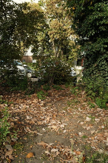 Trees in park during autumn