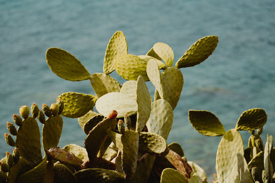 Close-up of succulent plant growing by sea