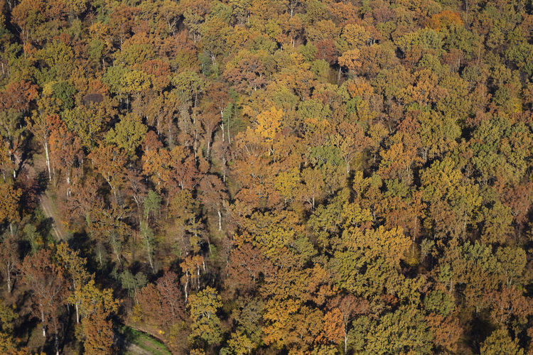 Aerial photo oak forest in autumn of crna mlaka