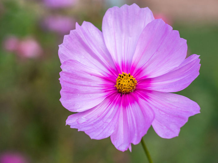 Close-up of pink cosmos flower