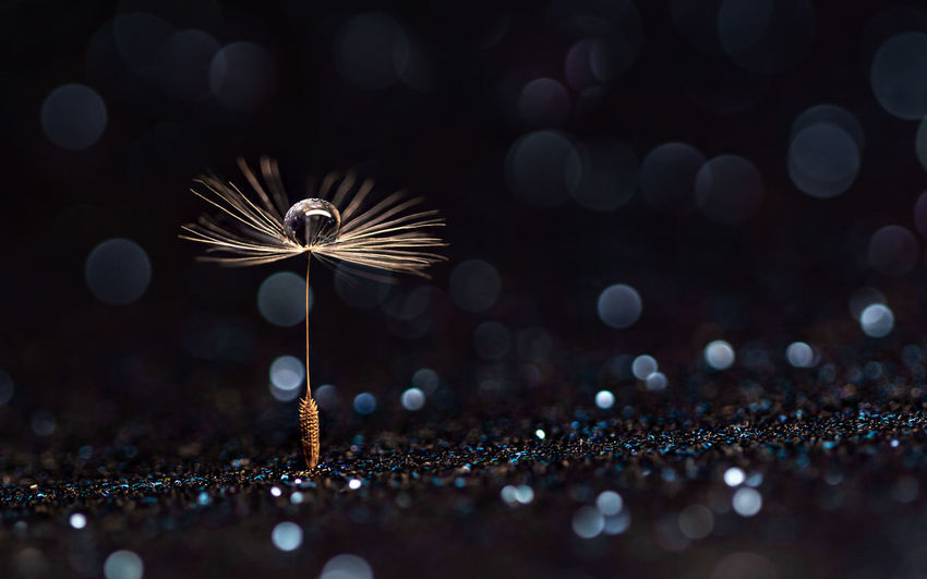Water drop on dandelion seed abstract with bokeh, copy space