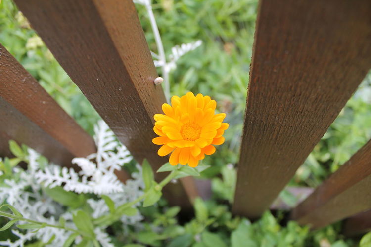 Close-up of flower on wooden table