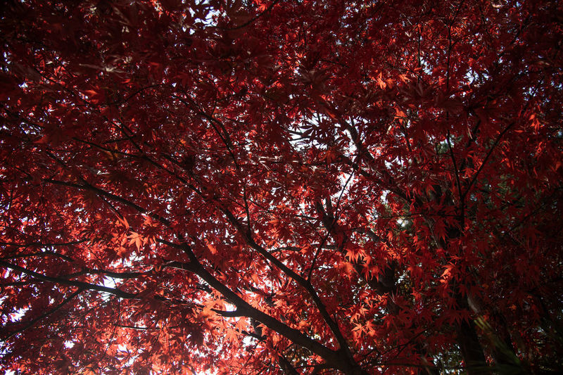 Low angle view of trees in forest