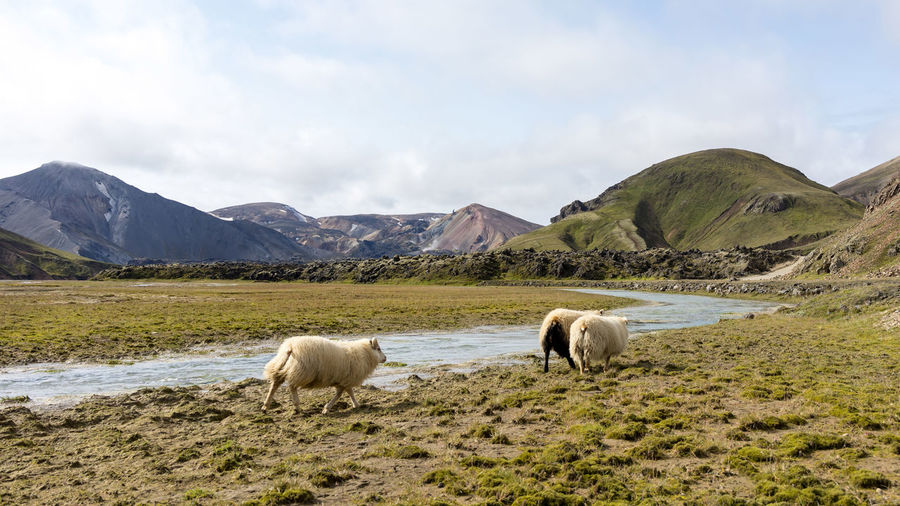 Wild white sheep roaming around iceland's highland rivers