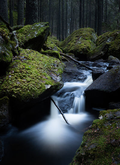 Scenic view of waterfall in forest
