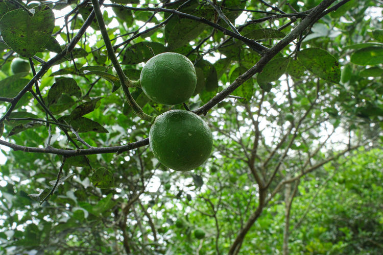 Close up of lime fruit on the stem