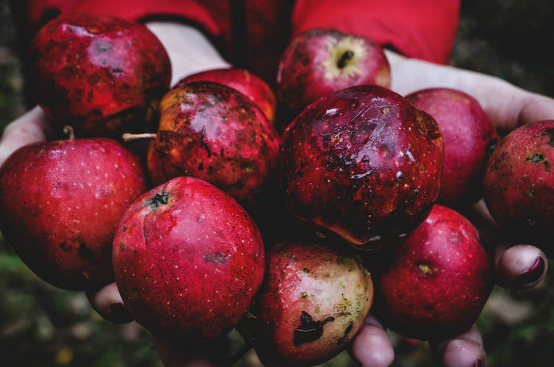 Close-up of red apples