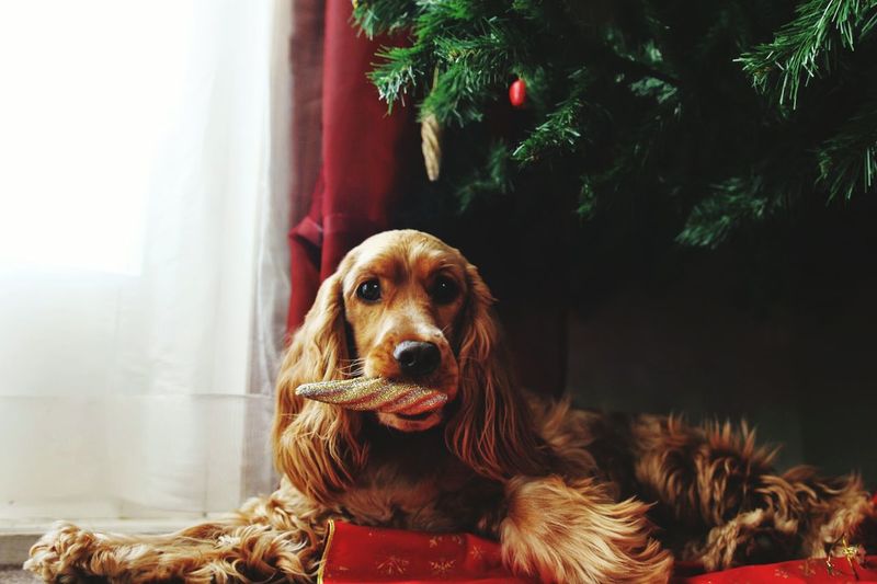 Portrait of brown cocker spaniel relaxing with christmas ornament at home