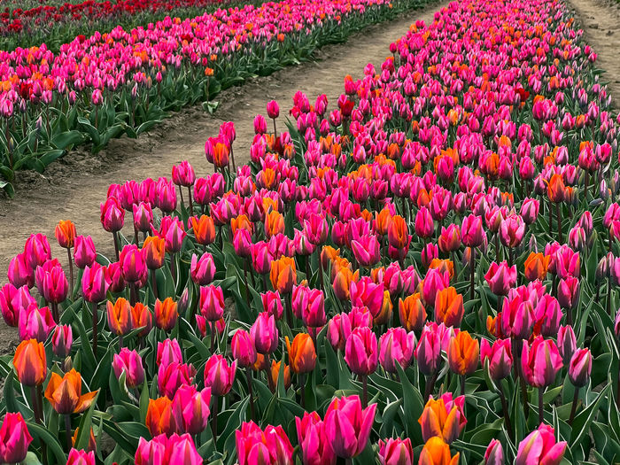 Close-up of red tulips in field