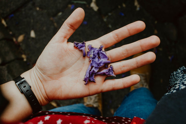 Close-up of hand holding purple flowers