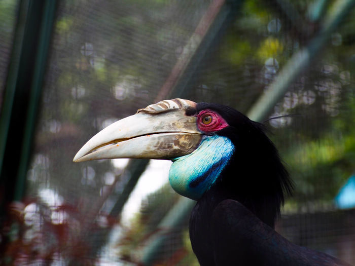 Picture of hornbill bird / buceros on a zoo. this bird has a big beak that shaped like a cow horn