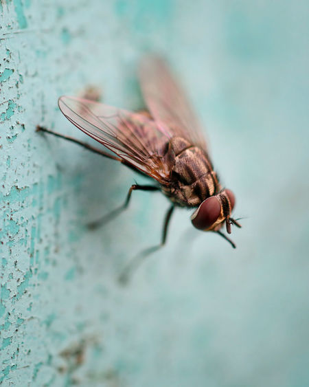 Close-up of housefly on peeled wall