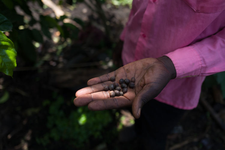 Coffee beans in a hand