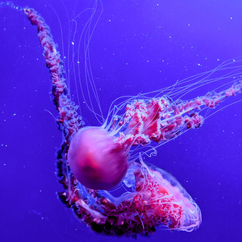 Jellyfish under water