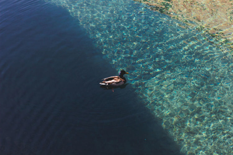 High angle view of an duck in water