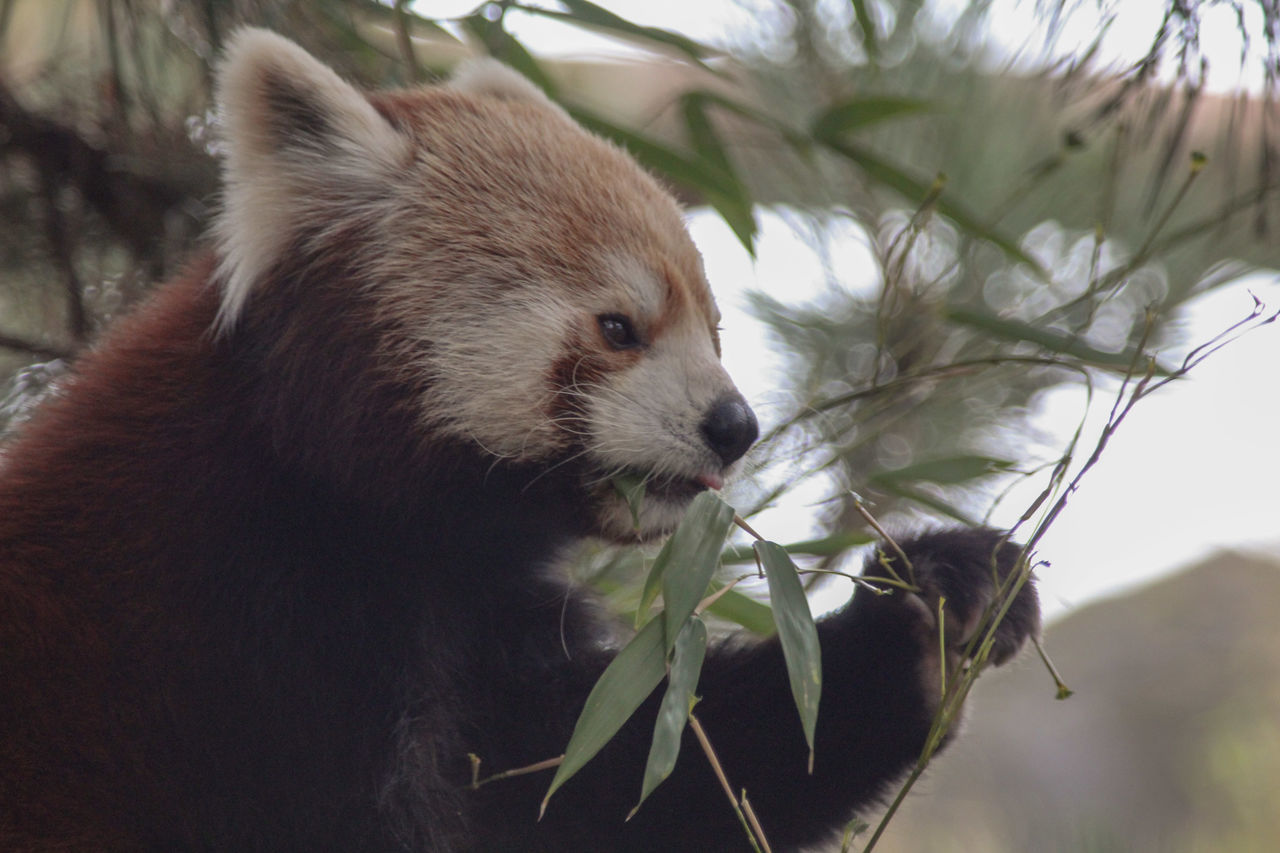 Page 2 Of Giant Panda Pictures Curated Photography On Eyeem