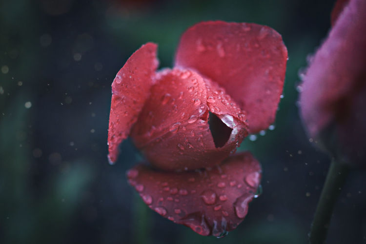 Close-up of wet red tulip in rainy season