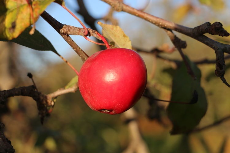 Close-up of red fruits hanging on tree