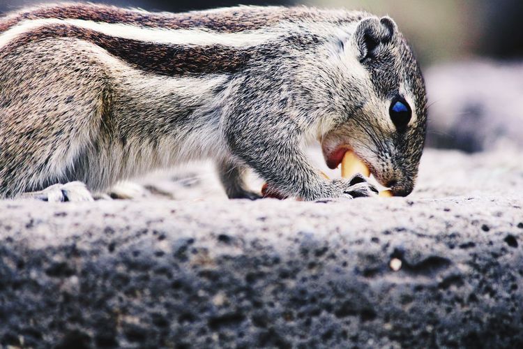 Close-up of squirrel eating peanut 