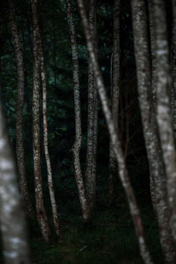 Low angle view of trees in forest