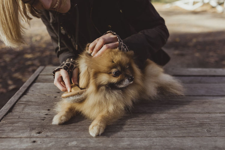 Midsection of woman brushing pomeranian on wood at park