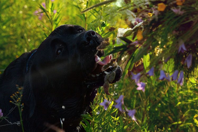 Close-up of dog amidst plants