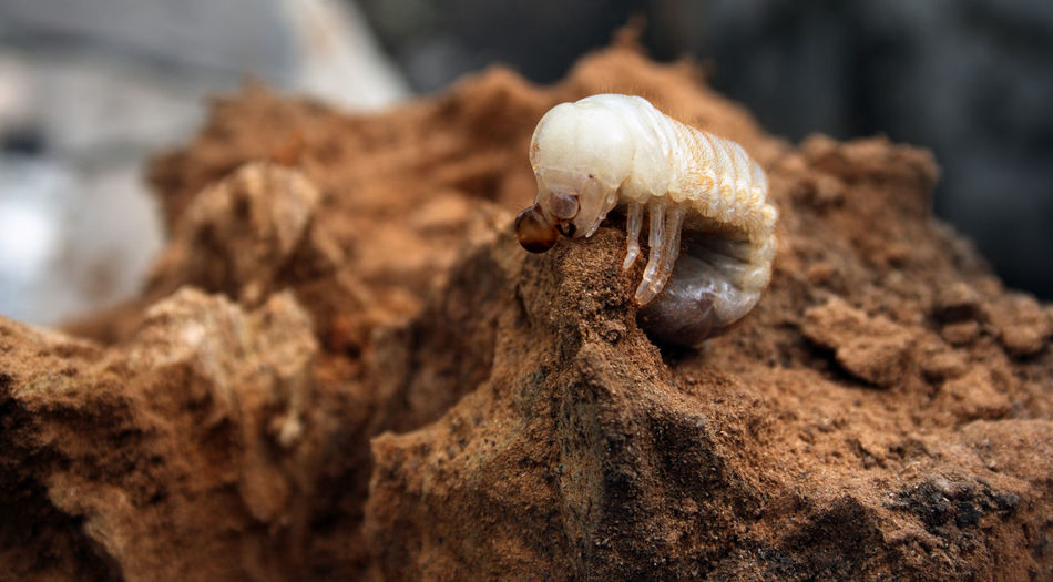 Larva of cockchafer in mud