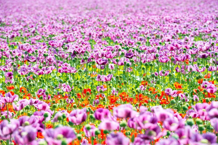 Purple flowering plants on field