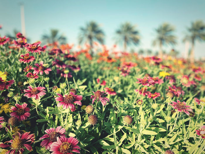 Close-up of flowering plants on field against sky and palm trees 