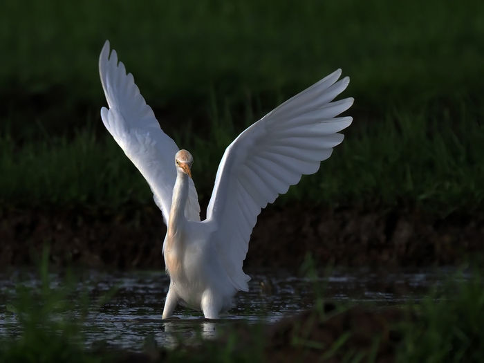 White bird with spread wings in lake