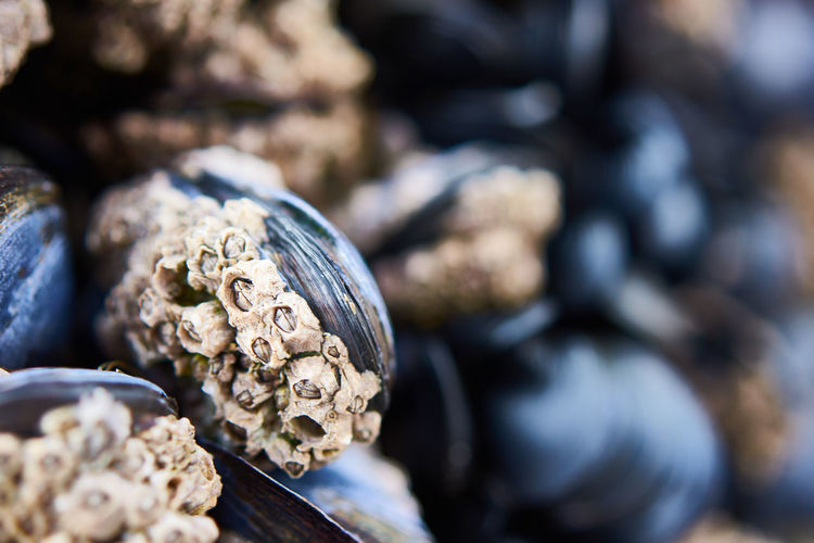 Close-up of mussels 