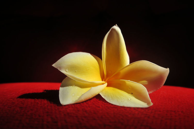 Close-up of yellow flower on wooden table