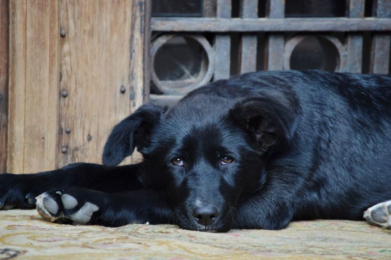 Close-up portrait of black dog lying down