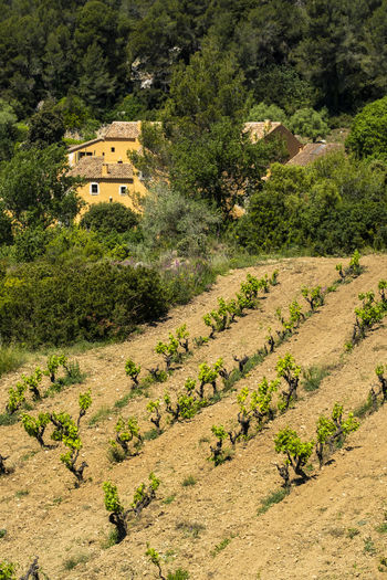 Vineyards in the spring in the subirats wine region in the province of barcelona