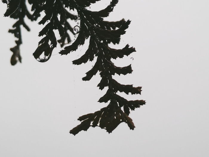 Close-up of leaves over white background