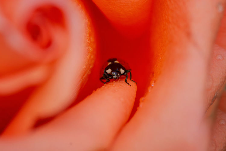 Close-up of ladybug on red flower