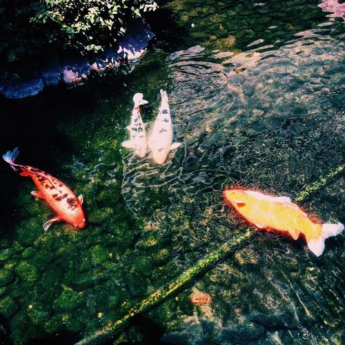 High angle view of koi carps swimming in water