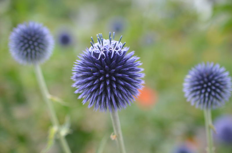 Close-up of thistle flowers on field