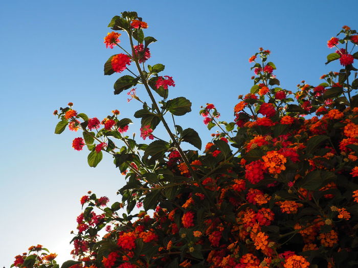 Low angle view of red flowering plants against clear sky